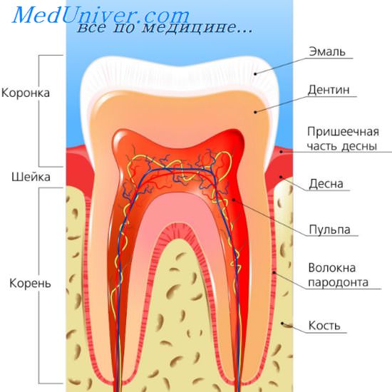 аномалии тканей зуба