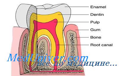 Эндодонтическое лечение зубов при пульпите thumbnail