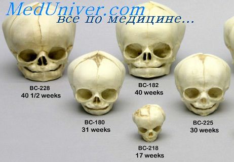 Сколько месяцев формируется череп младенца