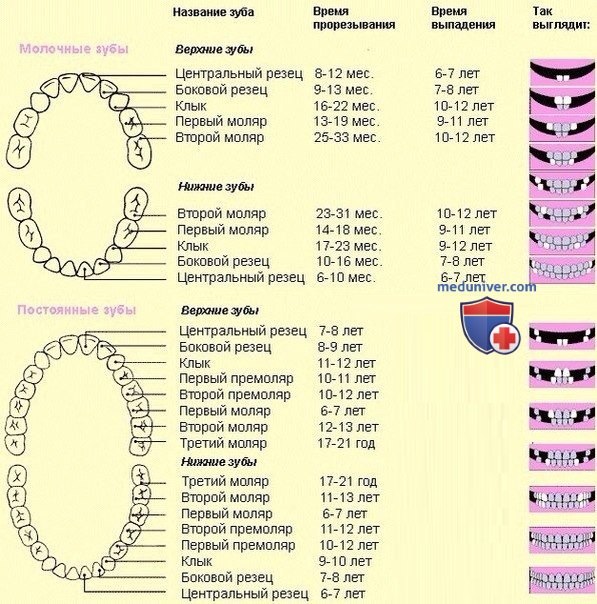 Ориентировочные сроки прорезывания молочных и постоянных зубов