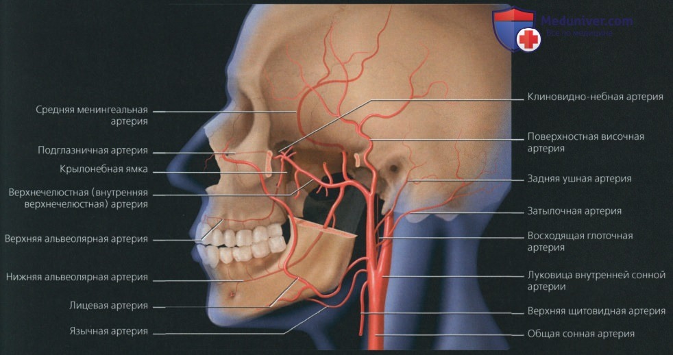 Хирургическая анатомия сонной артерии: эндартерэктомия