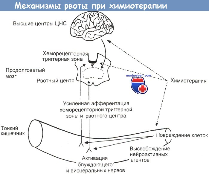 Рвотный рефлекс мозг. Механизм тошноты и рвоты. Патогенез тошноты и рвоты. Рвота механизм возникновения. Хеморецепторная триггерная зона.