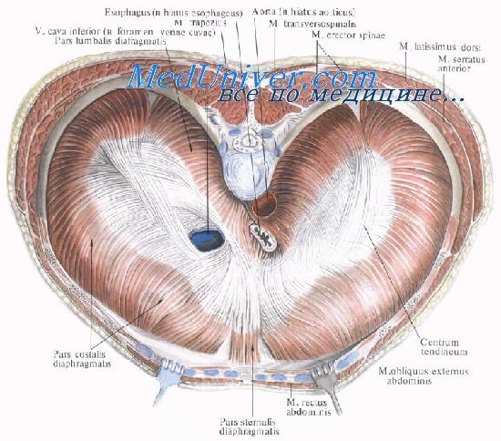 анатомия диафрагмы