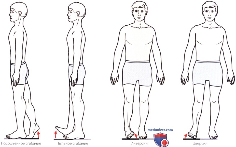 Исследование активных движений в голеностопном суставе и стопе