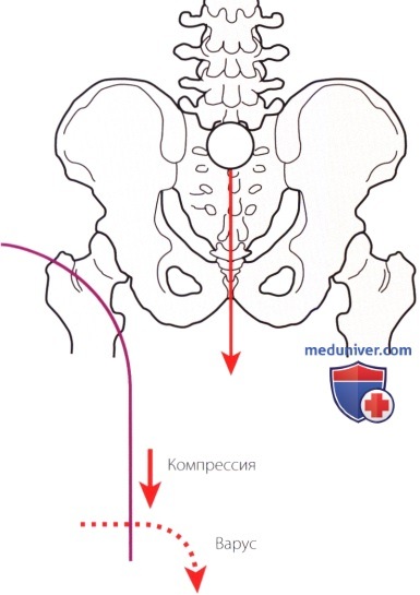 Функциональная анатомия голеностопного сустава и стопы