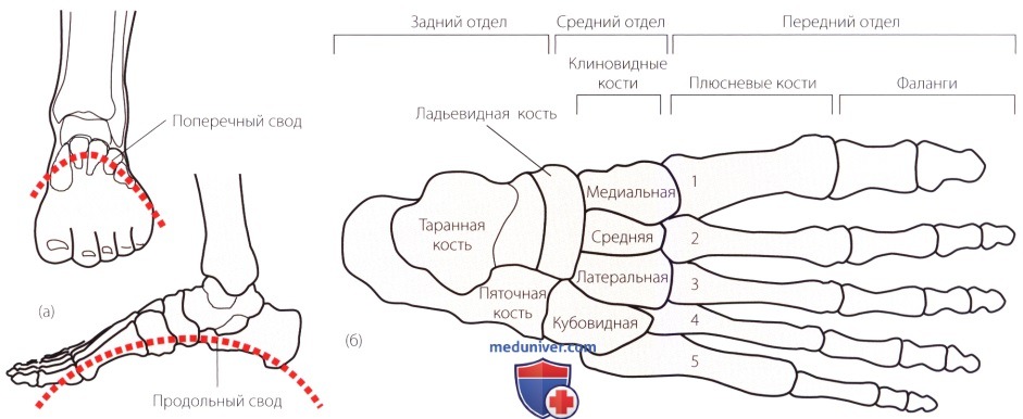 Функциональная анатомия голеностопного сустава и стопы