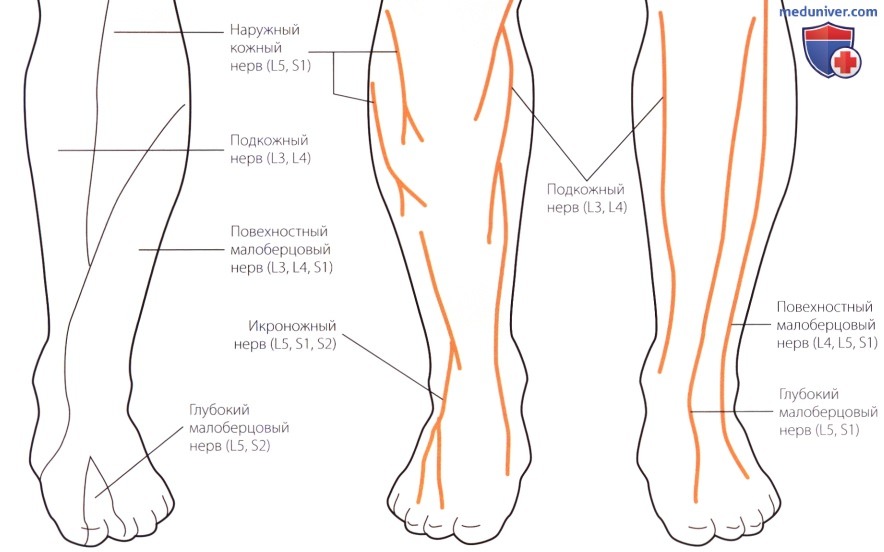 Неврологическое исследование голеностопного сустава и стопы