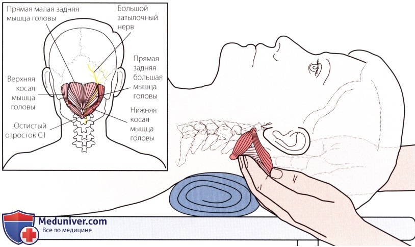 Пальпация мышц, связок шейного и грудного отделов позвоночника сзади