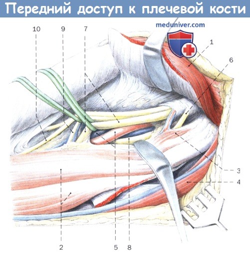 Передний доступ к плечевой кости