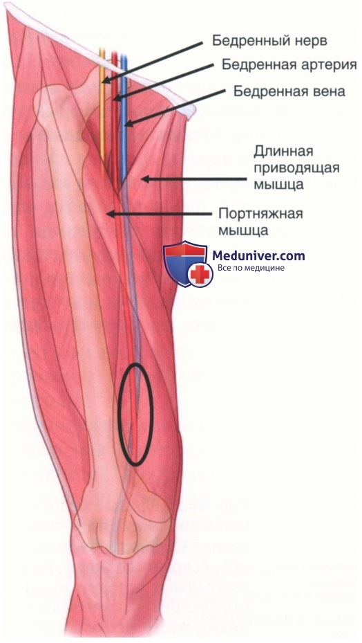Анатомия бедренной артерии