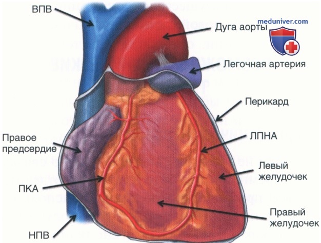 Техника, этапы операции при повреждении сердца