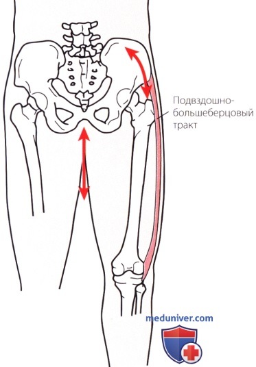 Функциональная анатомия тазобедренного сустава