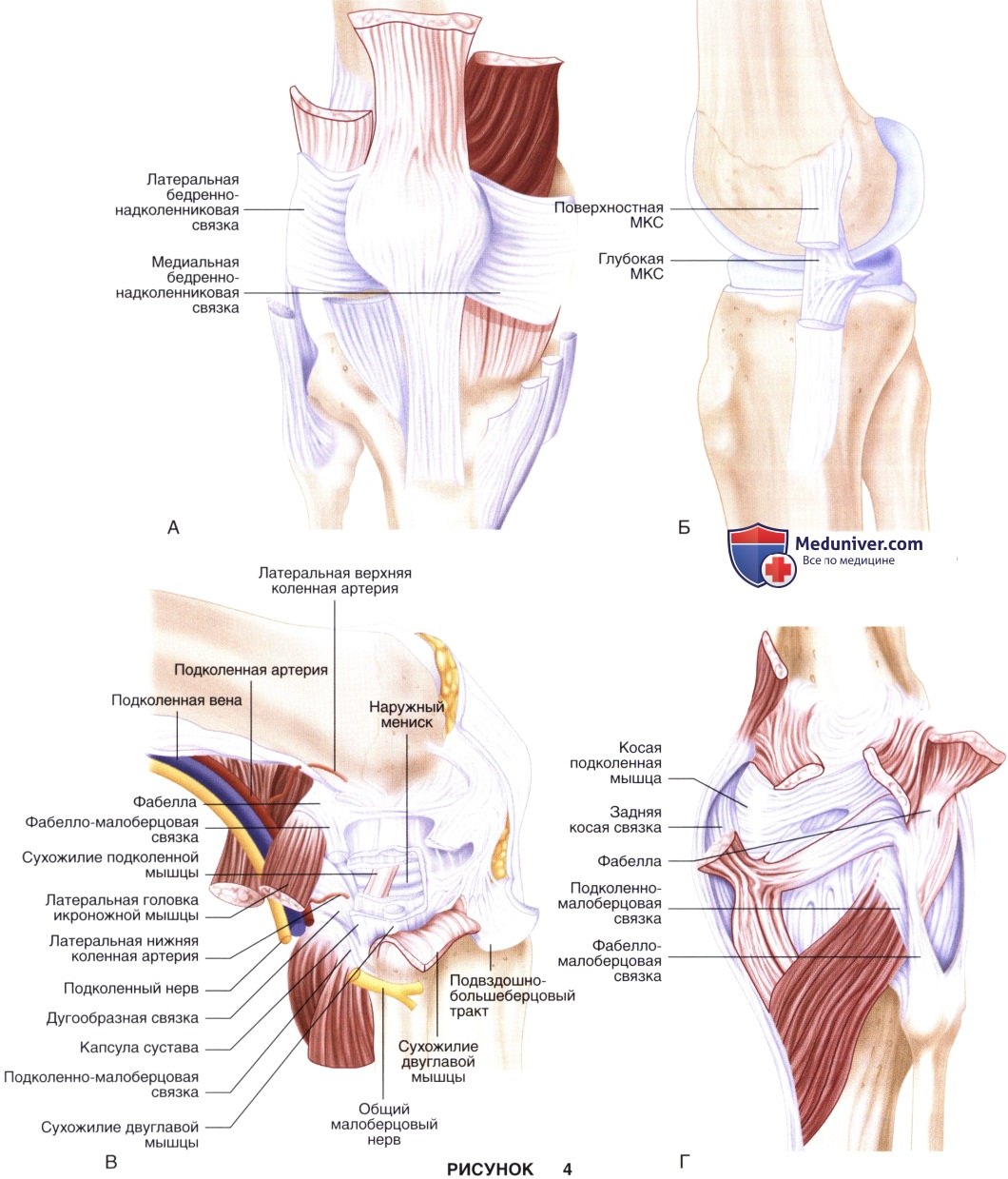 Показания, подготовка к тотальному эндопротезированию коленного сустава