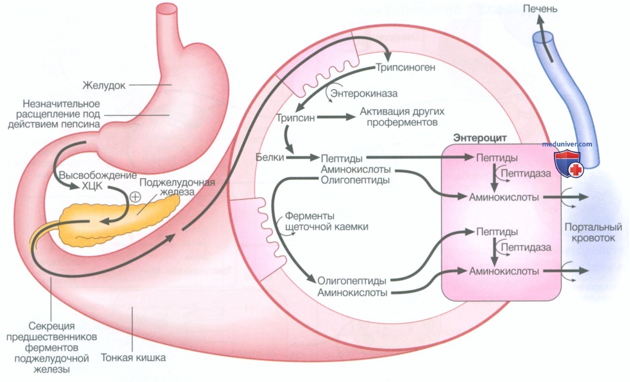 Функциональная анатомия и физиология желудочно-кишечного тракта (ЖКТ)