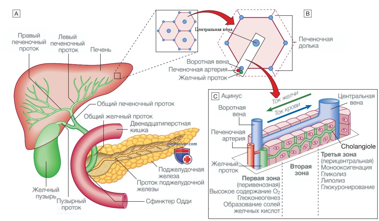 Функциональная анатомия и физиология печени с желчными путями