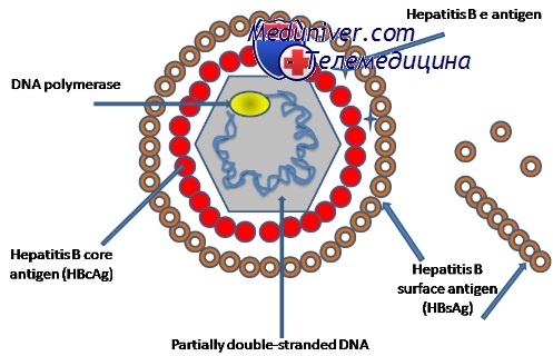 мутации вируса гепатита В